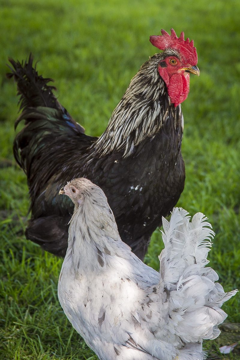A black cockerel with a red comb and a white hen standing on grass