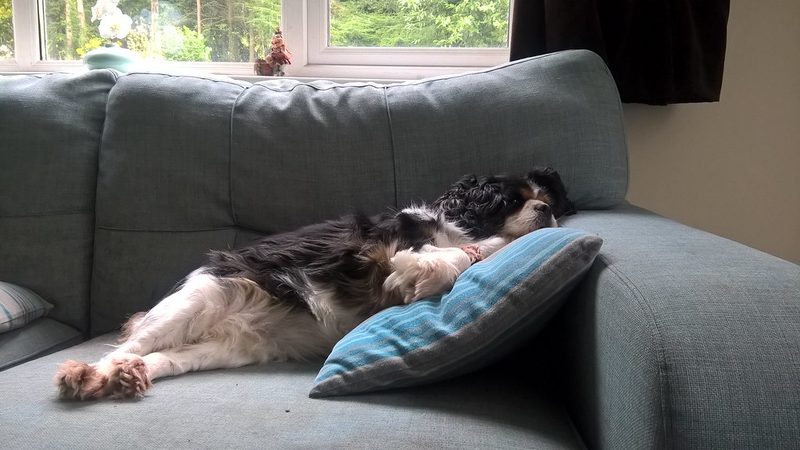 A black and white dog asleep on a grey sofa, head on a cushion